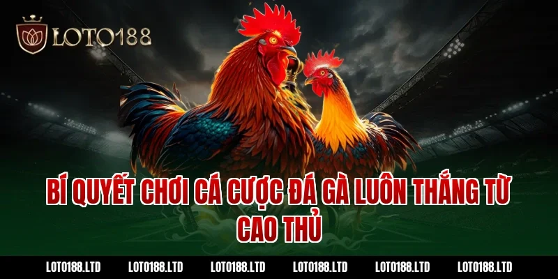Bí quyết chơi cá cược đá gà luôn thắng từ cao thủ Loto188