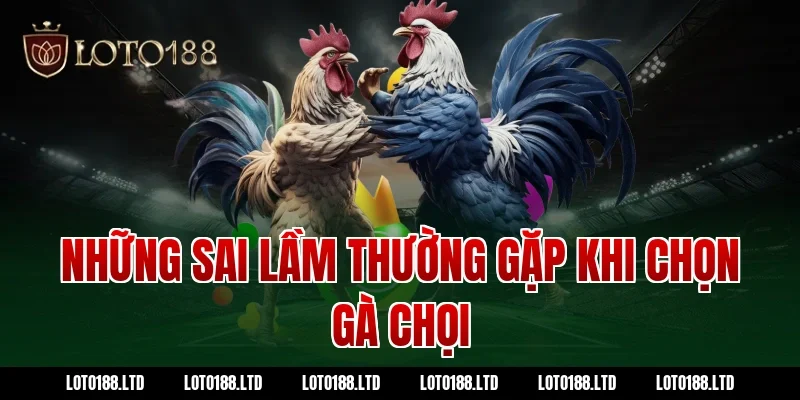 Những sai lầm thường gặp khi chọn gà chọi tại Loto188