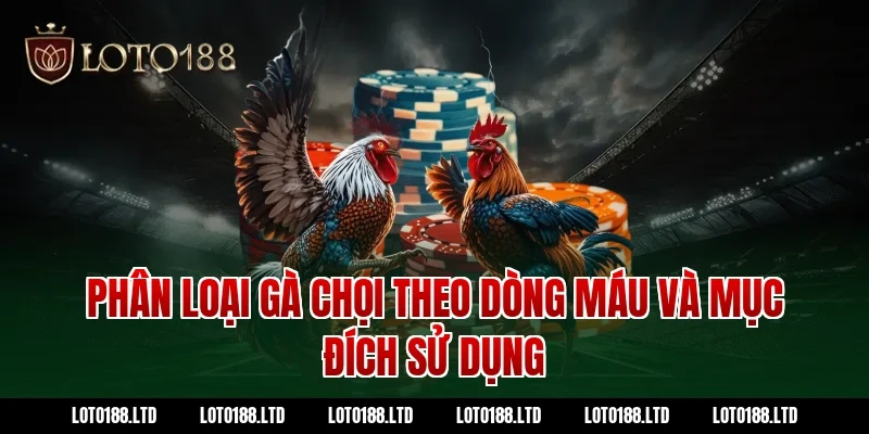 Phân loại gà chọi theo dòng máu và mục đích sử dụng tại Loto188