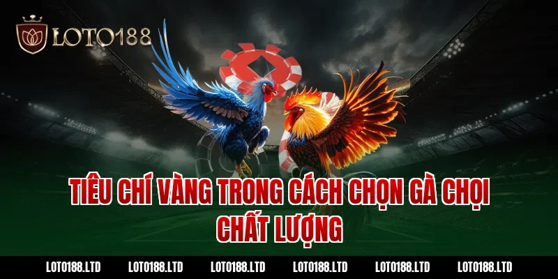 Tiêu chí vàng trong cách chọn gà chọi chất lượng tại Loto188